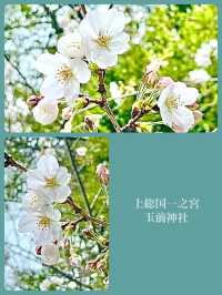 【玉前神社/千葉県】黒塗り社殿と桜の共演