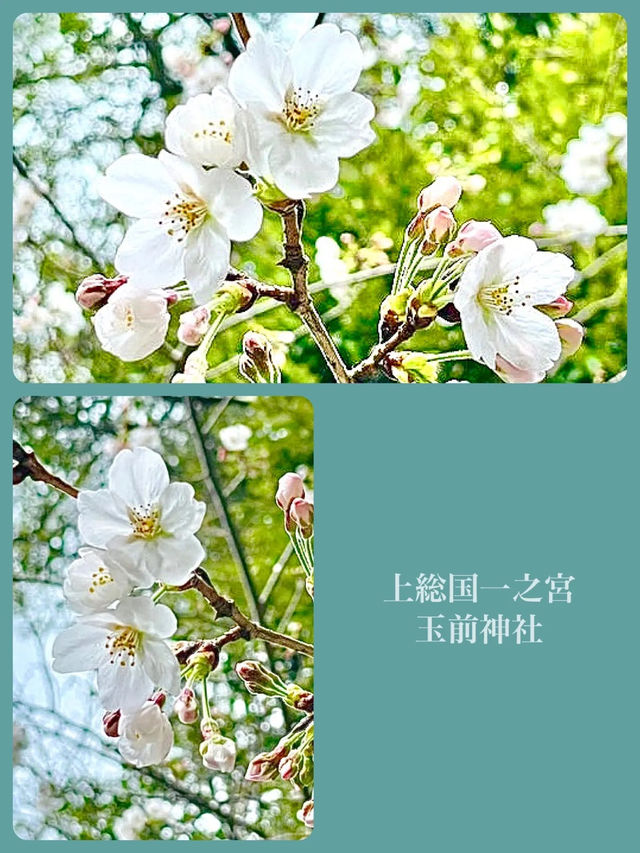 【玉前神社/千葉県】黒塗り社殿と桜の共演