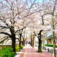 【目黒川の桜/目黒区】約4kmに及ぶ桜並木でゆったりお花見