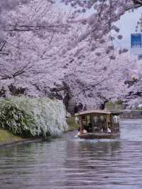 【京都×桜】江戸の文化で感じる桜の絶景🌸※撮影ポイント付き