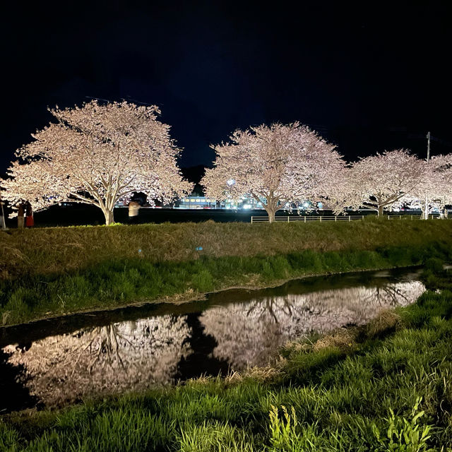 夜の川に映り込む桜のリフレクションが素敵