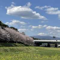 桜と菜の花のコラボが絶景