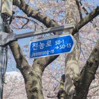 제주 최고의 벚꽃거리 전농로