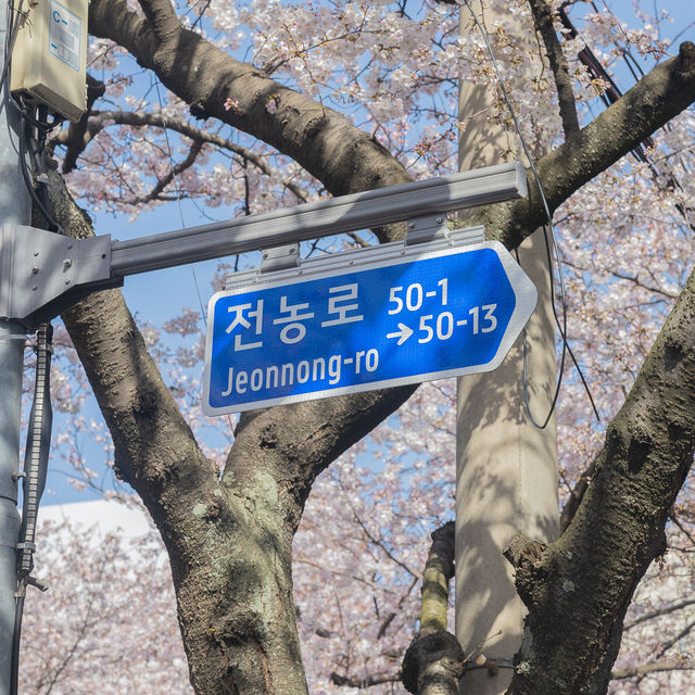 제주 최고의 벚꽃거리 전농로