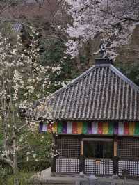 【奈良×桜】広大な境内をピンクに染める桜スポットを紹介🌸