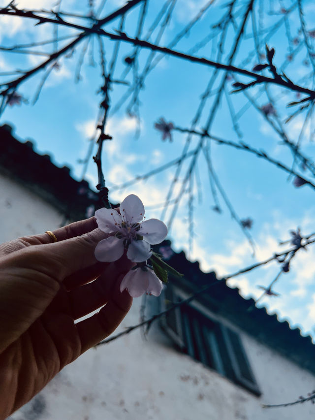 Cherry blossom in Hmong King’s Palace🌸🌸