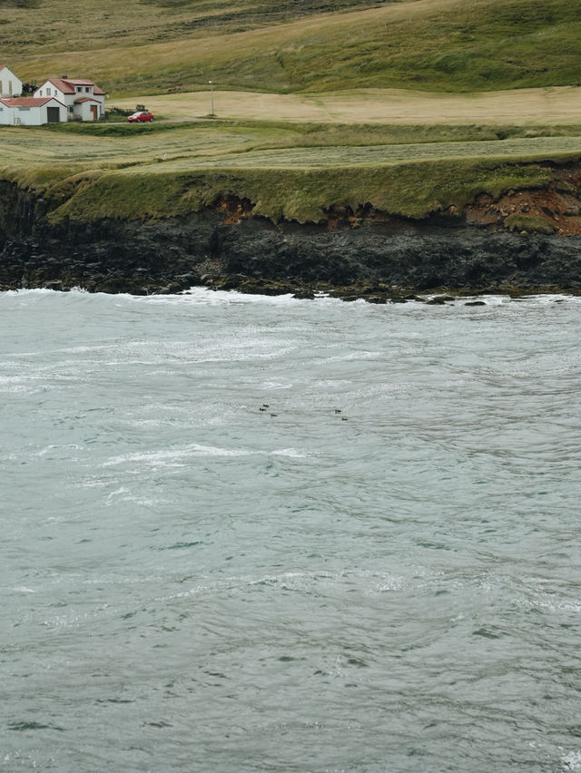 🇮🇸冰島東部 Borgarfjörður Eystri 🪹Puffins嘅集中地