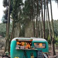 제주 안의 유럽 안돌오름 비밀의숲🌳🌲