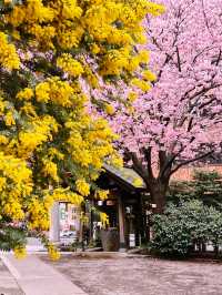 【東京】早咲き河津桜とミモザのコラボが見れる場所