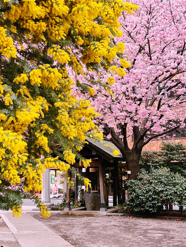 【東京】早咲き河津桜とミモザのコラボが見れる場所