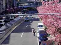 CoStudio | 渋谷駅 - 桜舞う都市の中心🌸🚉