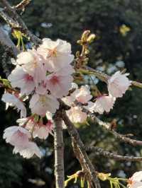 東京賞櫻必到人氣景點 ，逾千棵櫻花樹爭硏鬥麗