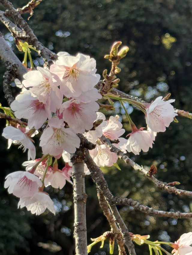 東京賞櫻必到人氣景點 ，逾千棵櫻花樹爭硏鬥麗
