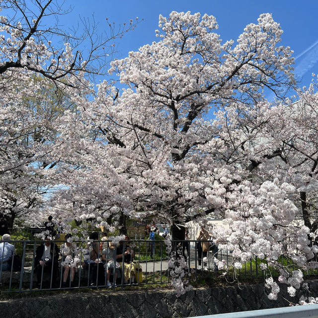 京都 哲學之道