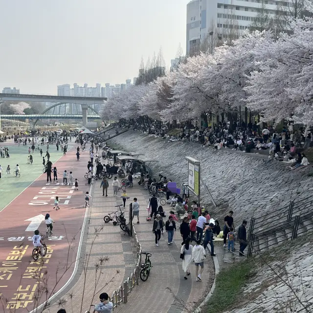 My first time with cherry blossom 🌸 