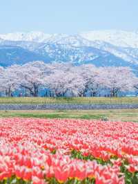 富山　春の四重奏