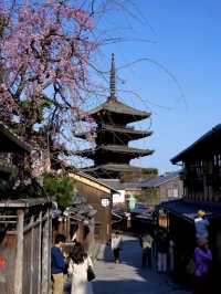 【京都桜を愛でる旅】早咲きの桜を求めて・・