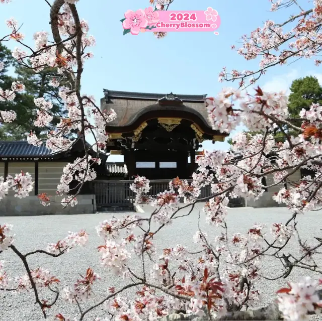 Pink 🌸 blossoms 🤩to capture in Kyoto🇯🇵⭐️