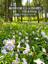 【茨城】森の中にキラキラと輝くシャガの群生 お花の楽園