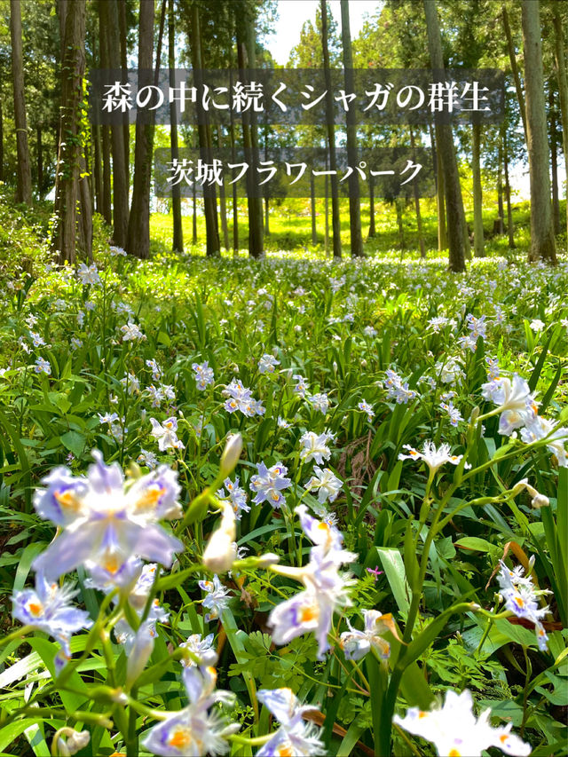 【茨城】森の中にキラキラと輝くシャガの群生 お花の楽園