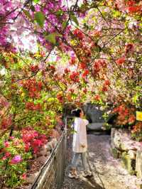 철쭉과 서부해당화의 환상콜라보🌸