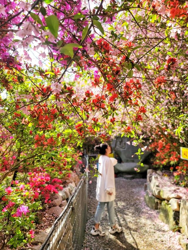 철쭉과 서부해당화의 환상콜라보🌸