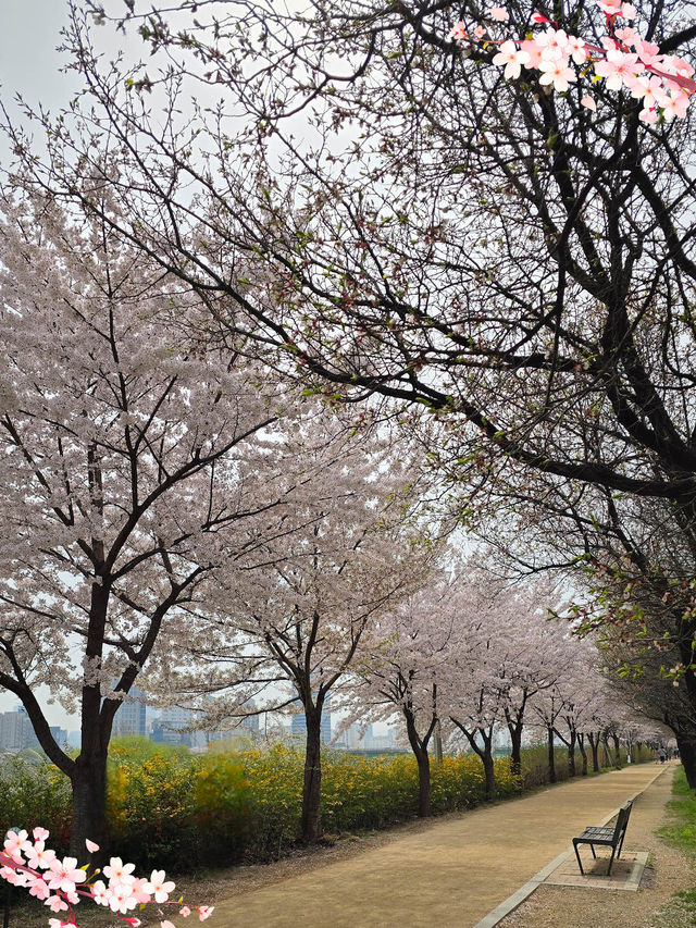 「首爾春天賞櫻好去處」- 安養川櫻花散步道，春日浪漫