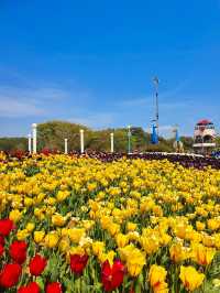 Korea Flower Park
