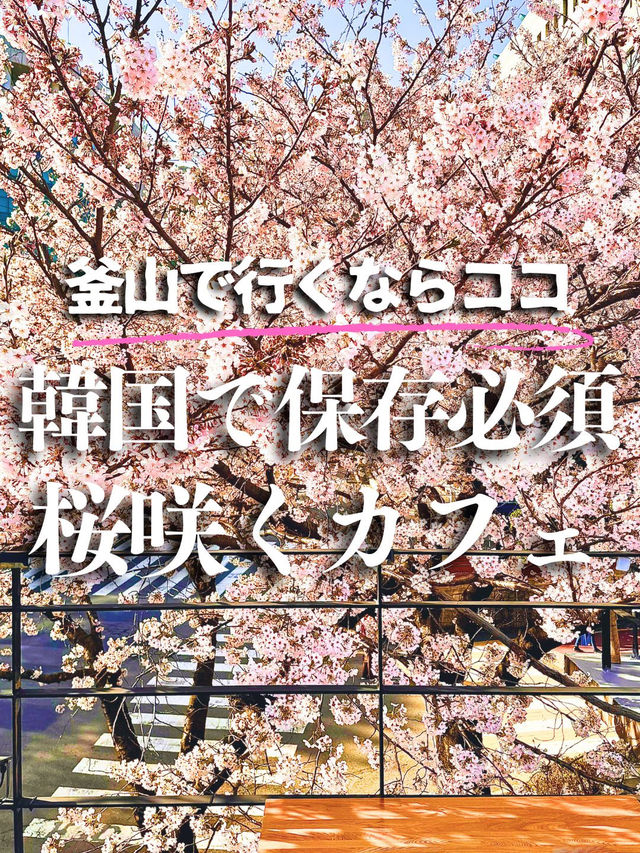 【釜山】春に行きたい！桜が目の前にある素敵カフェ