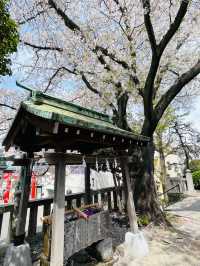 【嚴島神社/神奈川県】インパクトある桜がお出迎え