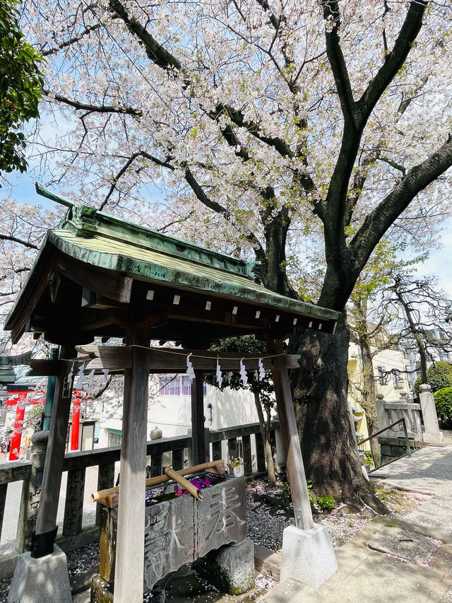 【嚴島神社/神奈川県】インパクトある桜がお出迎え