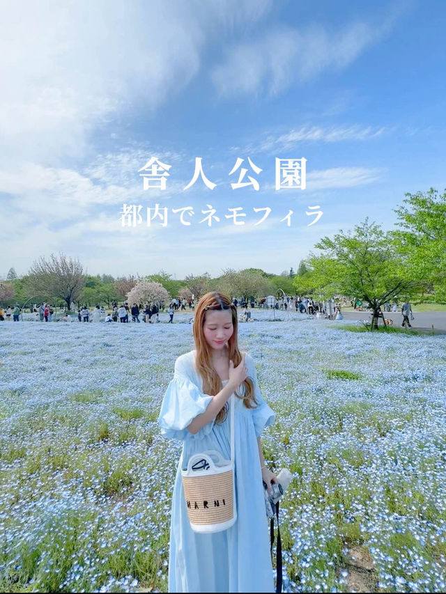 都内でネモフィラ！見頃はまだまだ続く！舎人公園