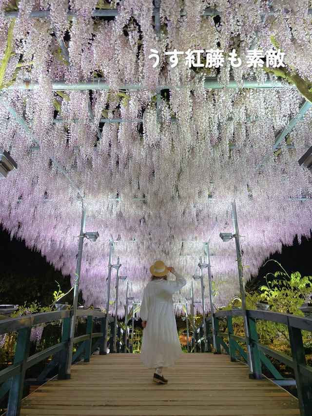こんな絶景見たことある⁉️地上の楽園の藤のシャワーを浴びよう💜