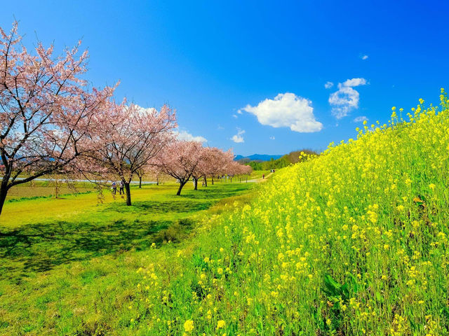 北淺羽櫻堤公園櫻花