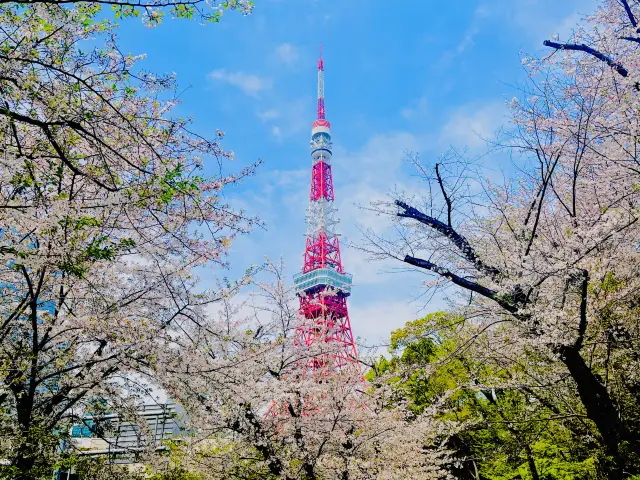 【東京】桜と東京タワー🌸🗼撮影スポット