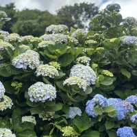 新北萬里｜2024年 5月花季開始➿高家繡球花第三園區