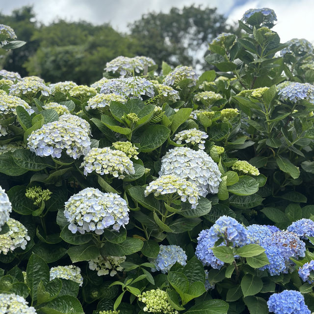 新北萬里｜2024年 5月花季開始➿高家繡球花第三園區