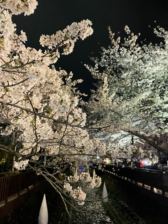 야간도 너무 예쁜 진해 군항제💗