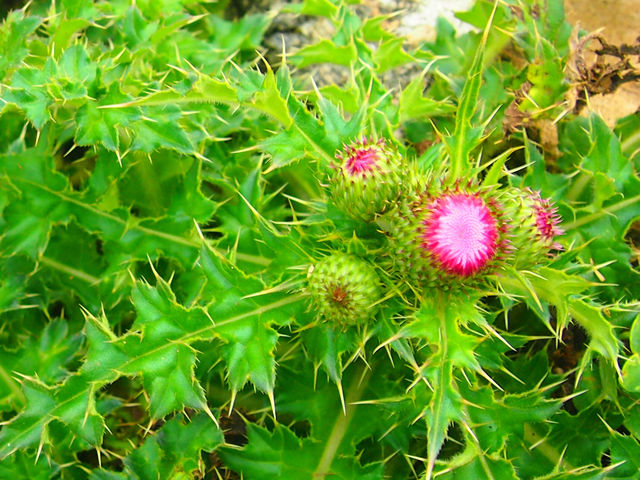 【春天好去處】塔門:漁村風情、古廟、大自然景觀,一次滿足三個願望‼️ 【春天好去處】塔門:漁村風情、古廟、大自然景觀,一次滿足三個願望‼️