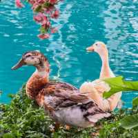 The wild swans cafe' & lake