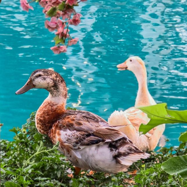 The wild swans cafe' & lake