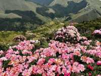 合歡山杜鵑花