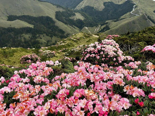 合歡山杜鵑花
