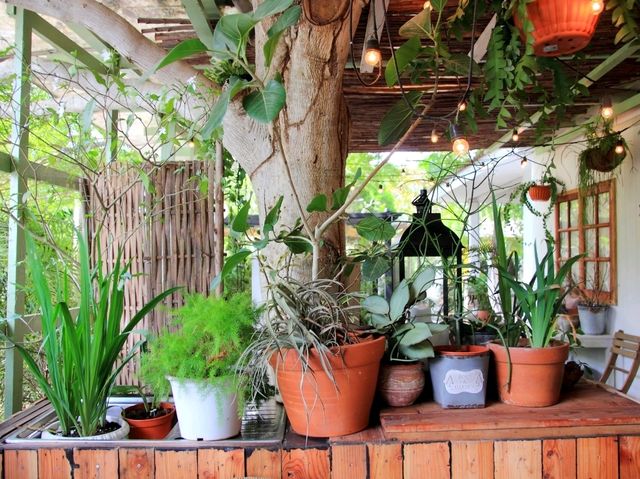 เที่ยวร้าน Creeper House ร้านกาแฟในสวน