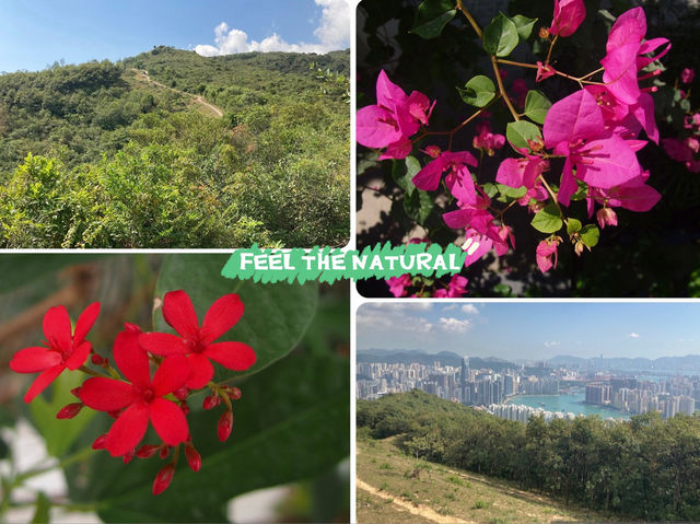 【春天好去處】🌿香港郊遊🍀@元荃古道：☀️靚景賞花🌸，適合假日郊遊