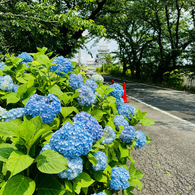 すのまた あじさい街道