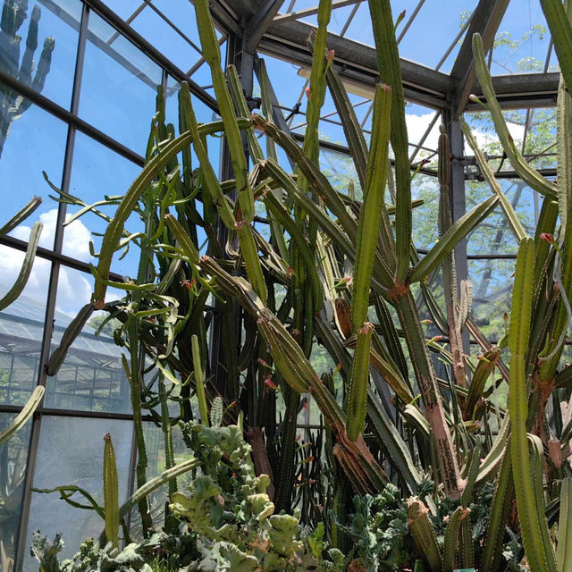 伊豆仙人掌公園：奇特仙人掌品種，絕對視覺體驗