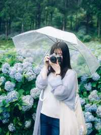 ここ知ってる？？【あじさい池が美しい🫧】日本最大級紫陽花映えスポット🫧