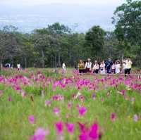 อุทยานแห่งชาติไทรทอง ชมทุ่งดอกกระเจียว