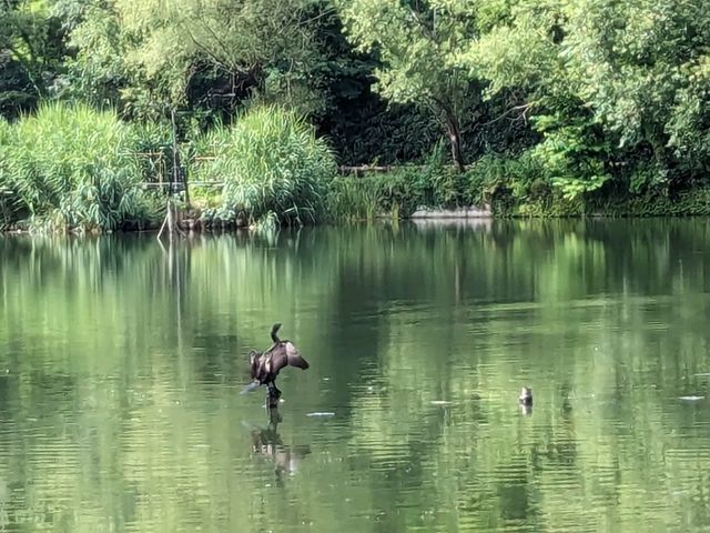 日本東京-夏日消暑好去處：井之頭恩賜公園